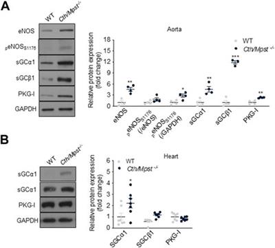 CTH/MPST double ablation results in enhanced vasorelaxation and reduced blood pressure via upregulation of the eNOS/sGC pathway